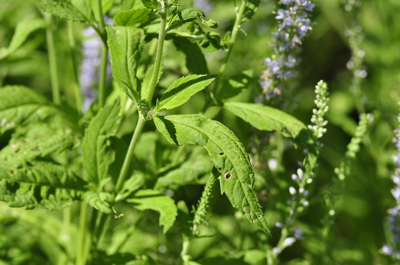 긴산꼬리풀 (4).JPG