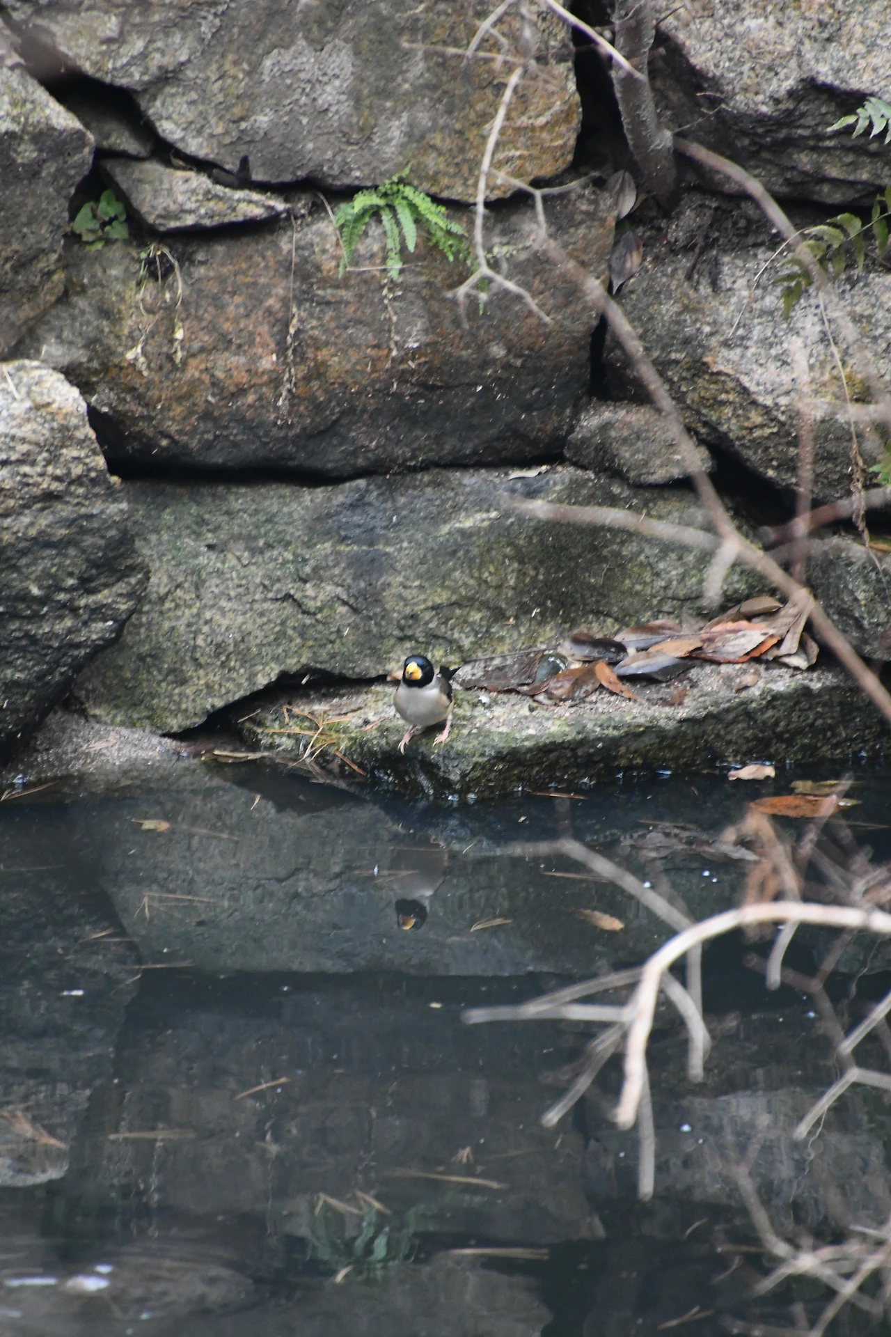 밀화부리 (10).JPG