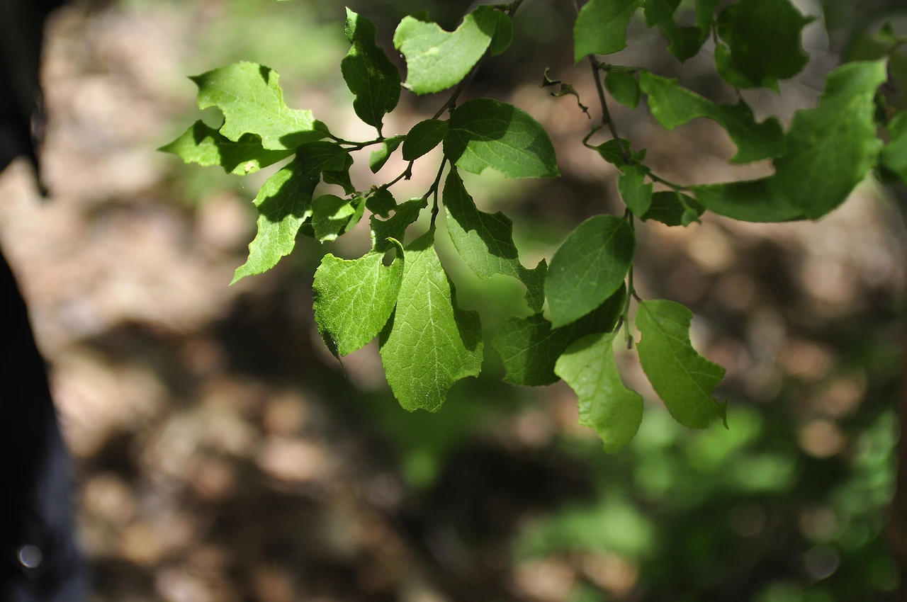 노린재나무 (4).JPG