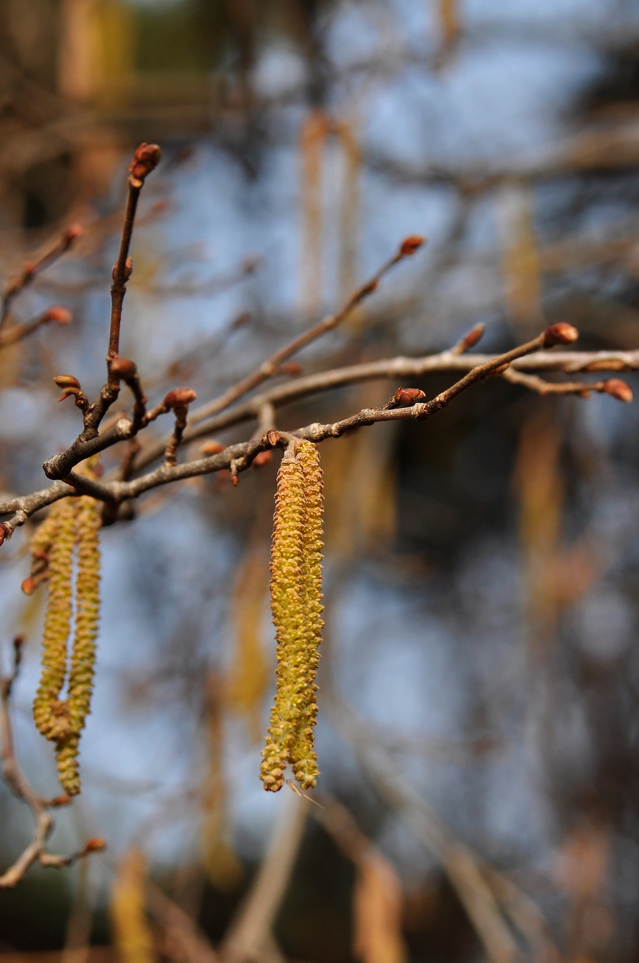 개암나무 (5).JPG