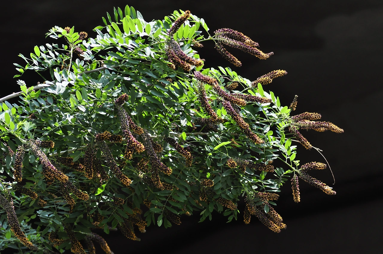 족제비싸리 (7).JPG