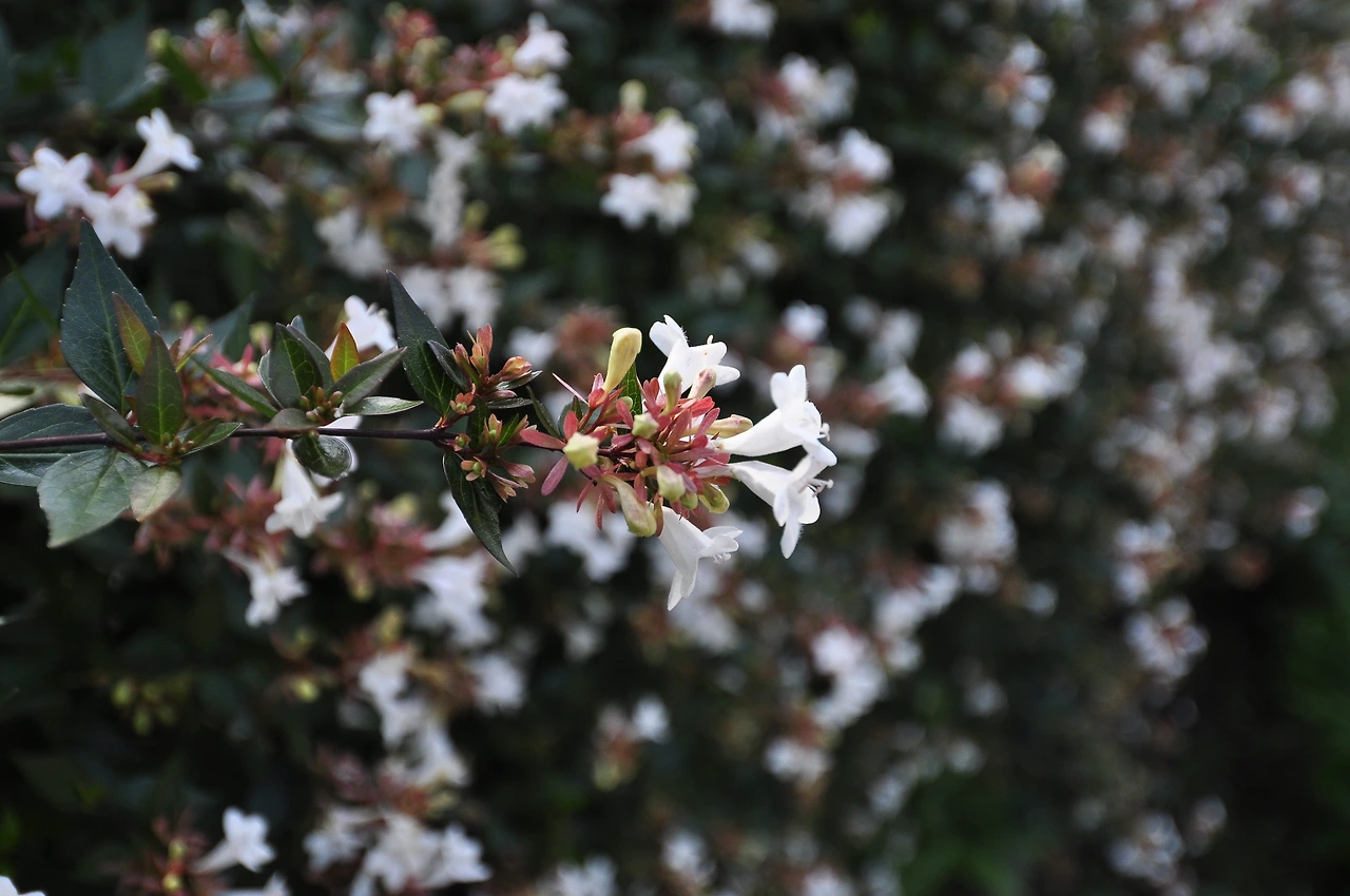 꽃댕강나무 (6).JPG