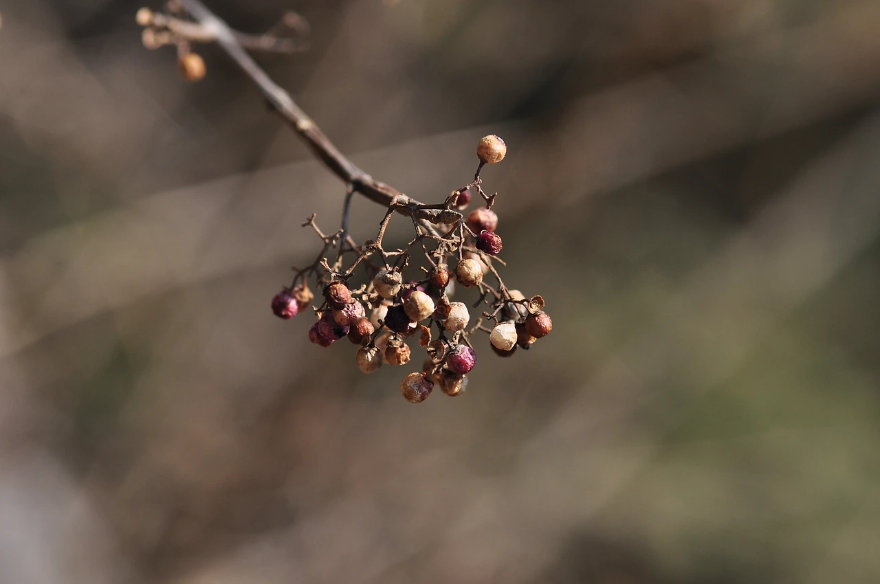 작살나무 (2).JPG