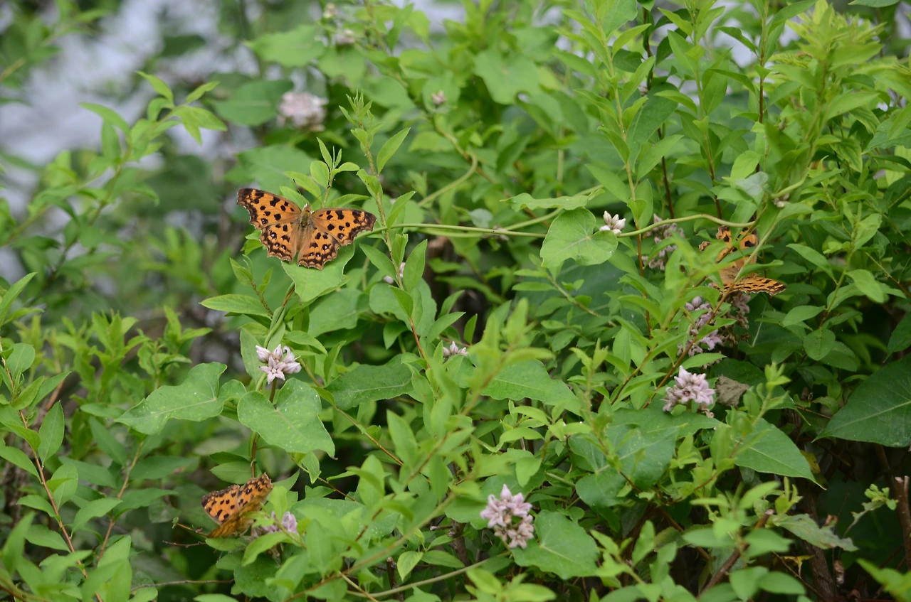 박주가리와 네발나비 (2).JPG