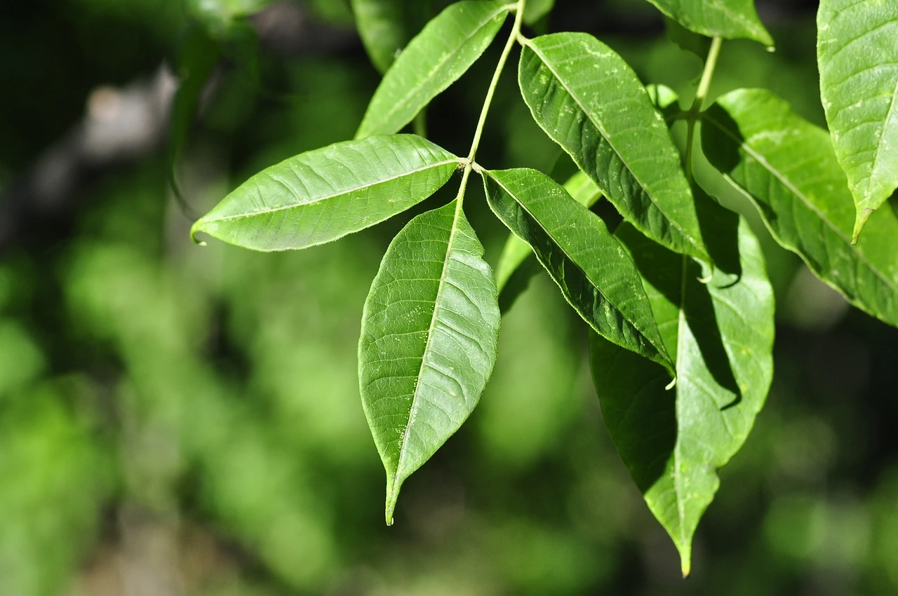 황벽나무 (4).JPG