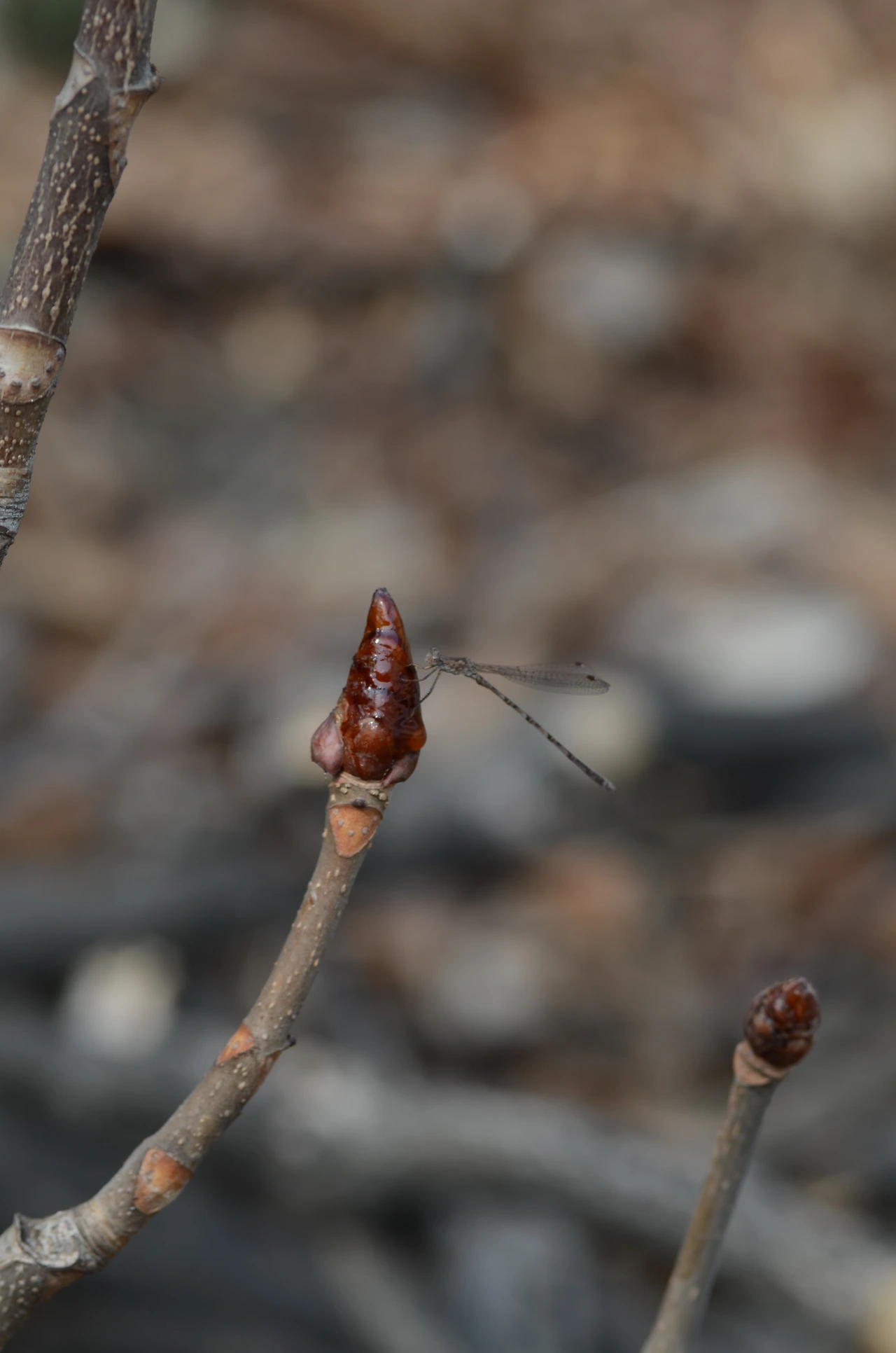 칠엽수와 실잠자리.JPG