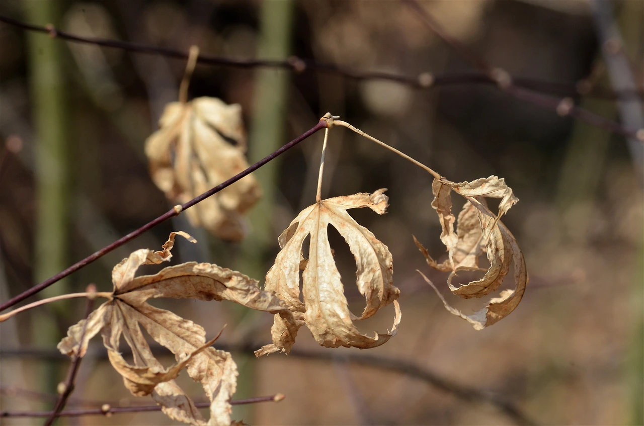 단풍나무 (3).JPG