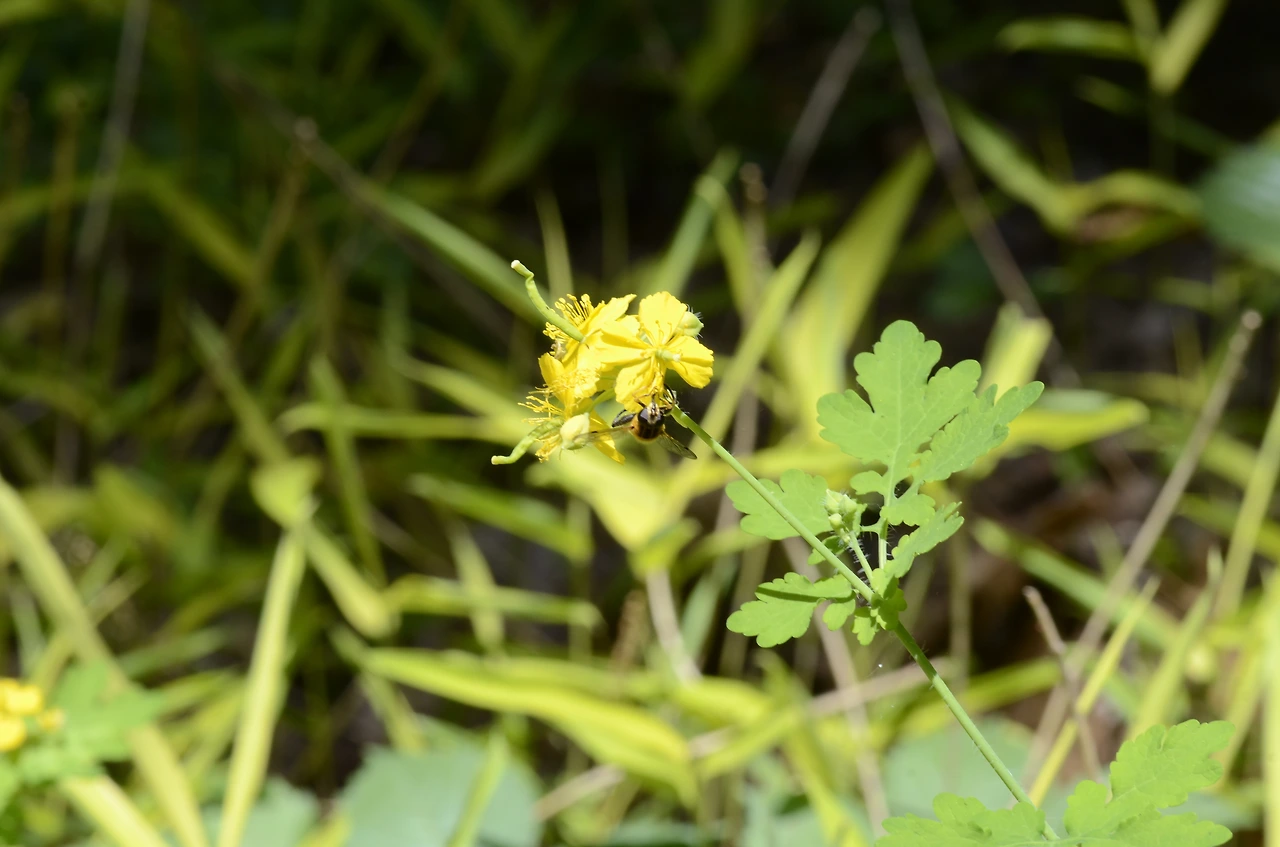 애기똥풀 (3).JPG