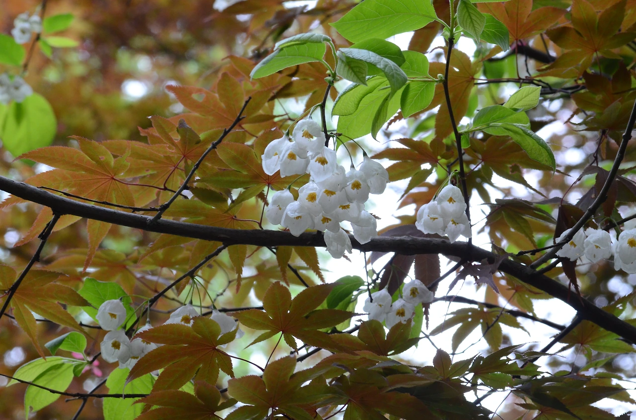 은종나무 (2).JPG