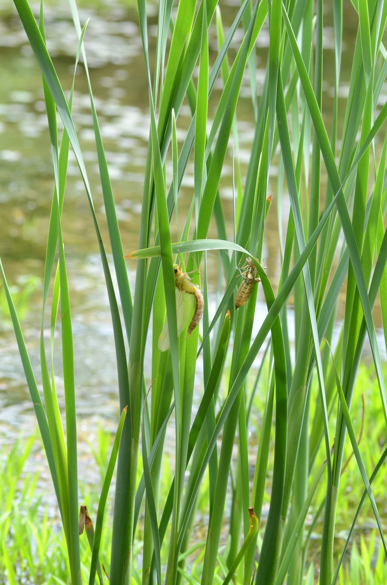 먹줄왕잠자리 (15).JPG