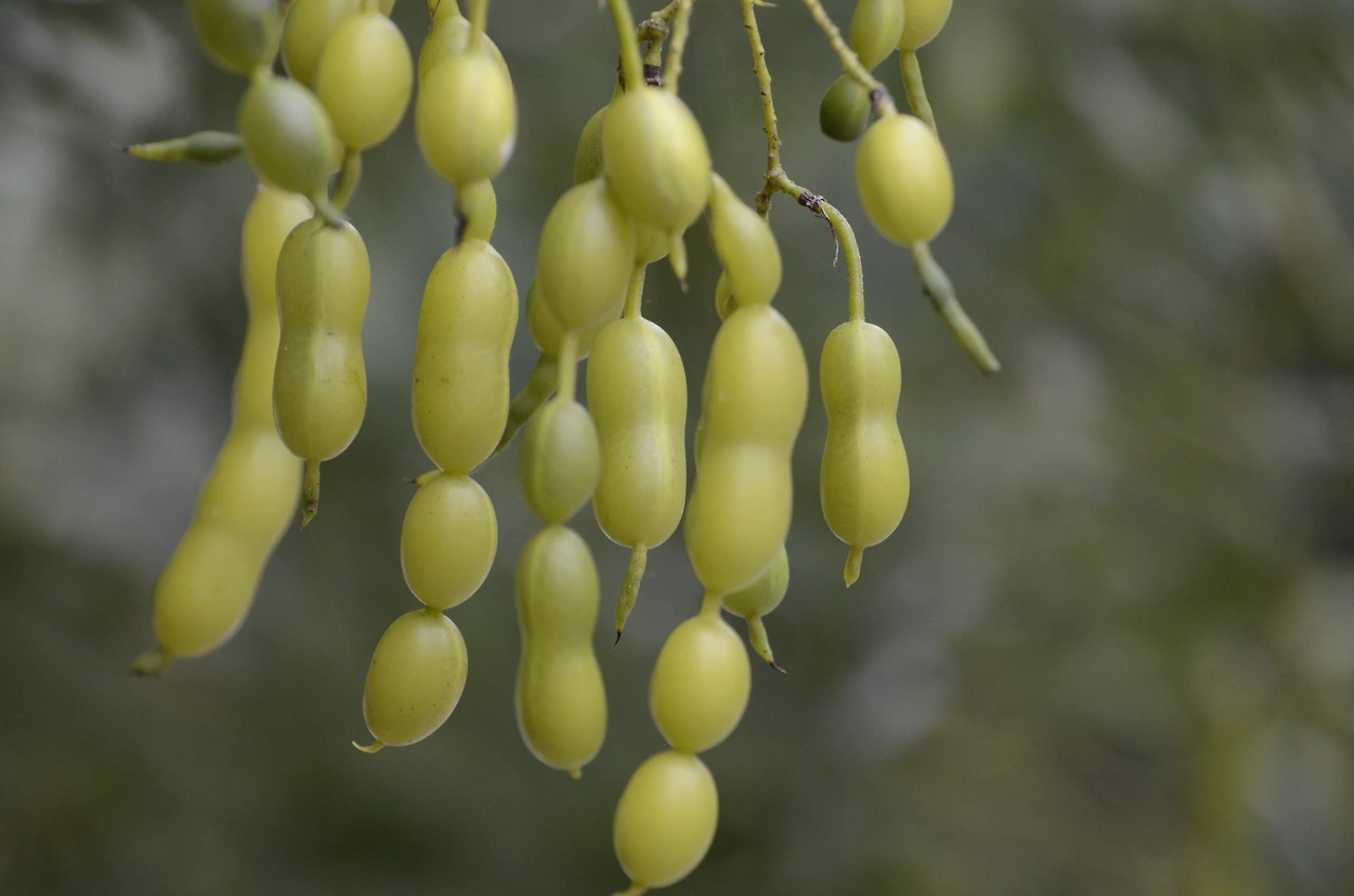 회화나무 (10).JPG