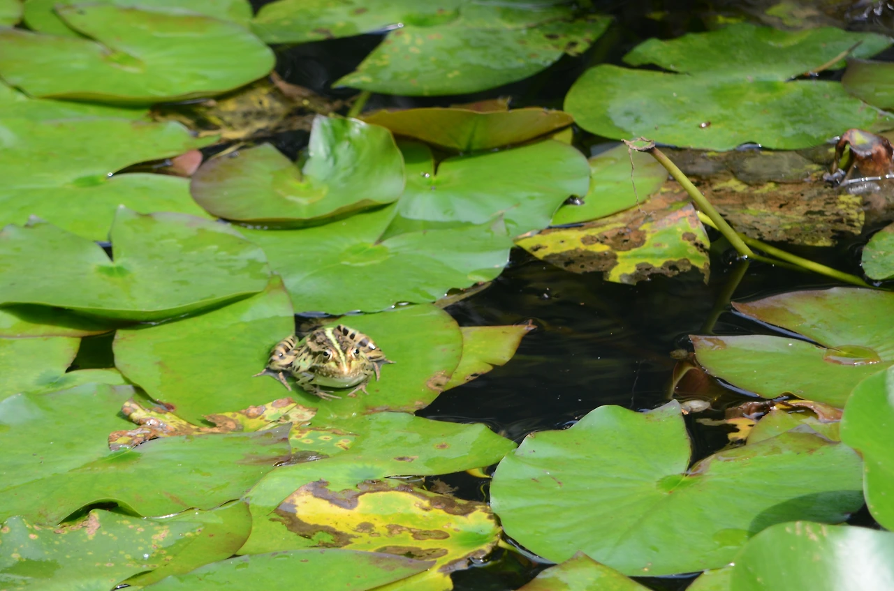 참개구리 (2).JPG