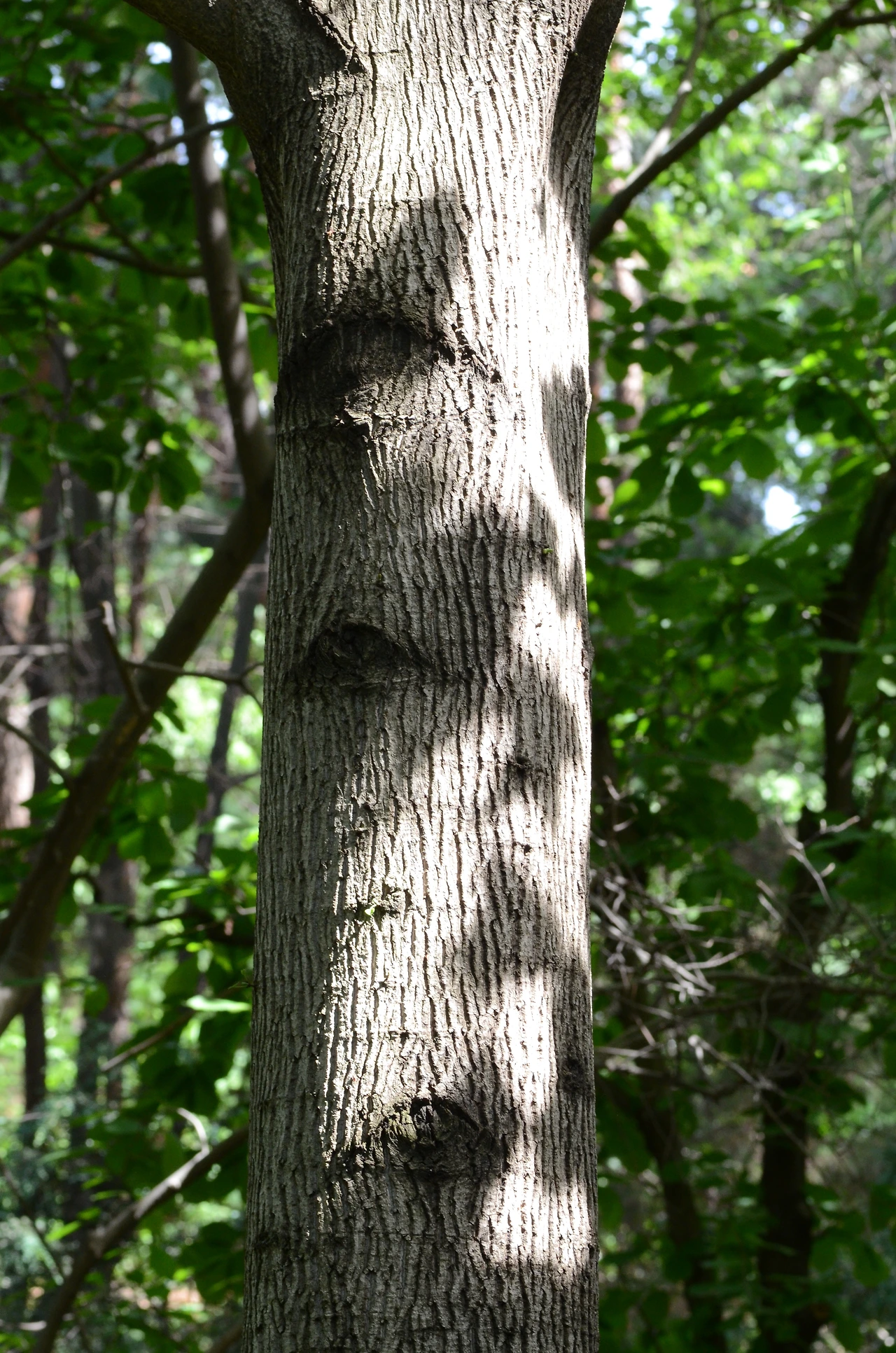 백합나무 (11).JPG