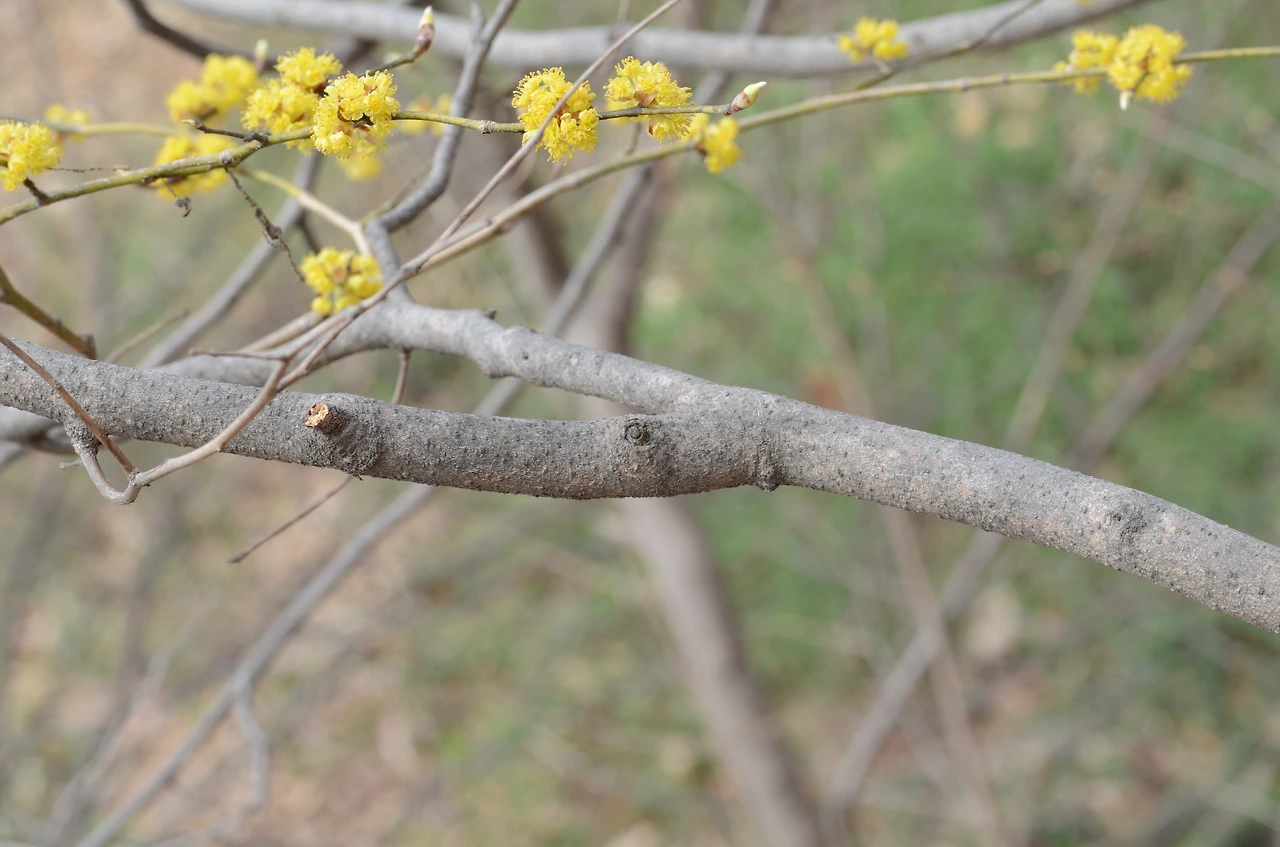 생강나무 (6).JPG