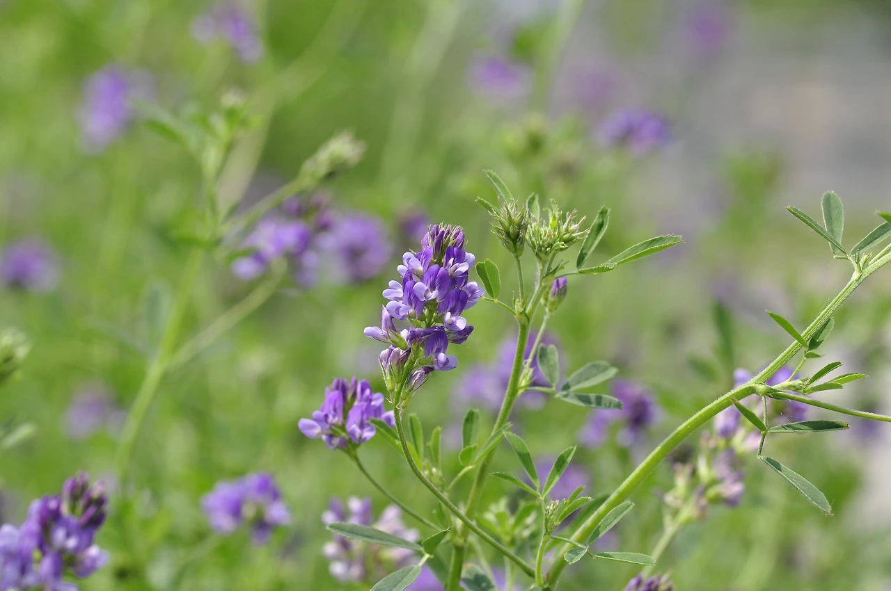 자주개자리 (5).JPG