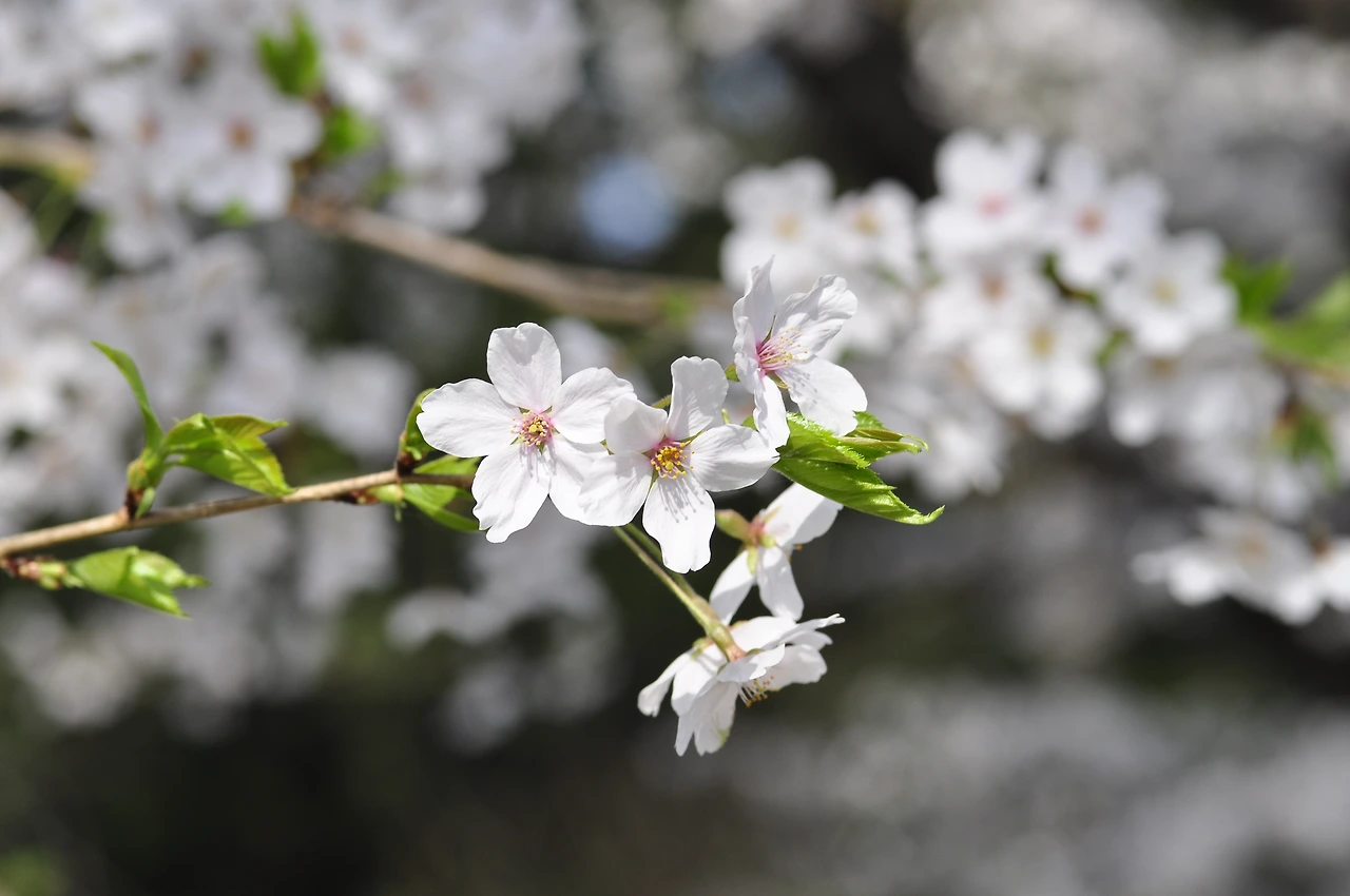 왕벚나무 (21).JPG