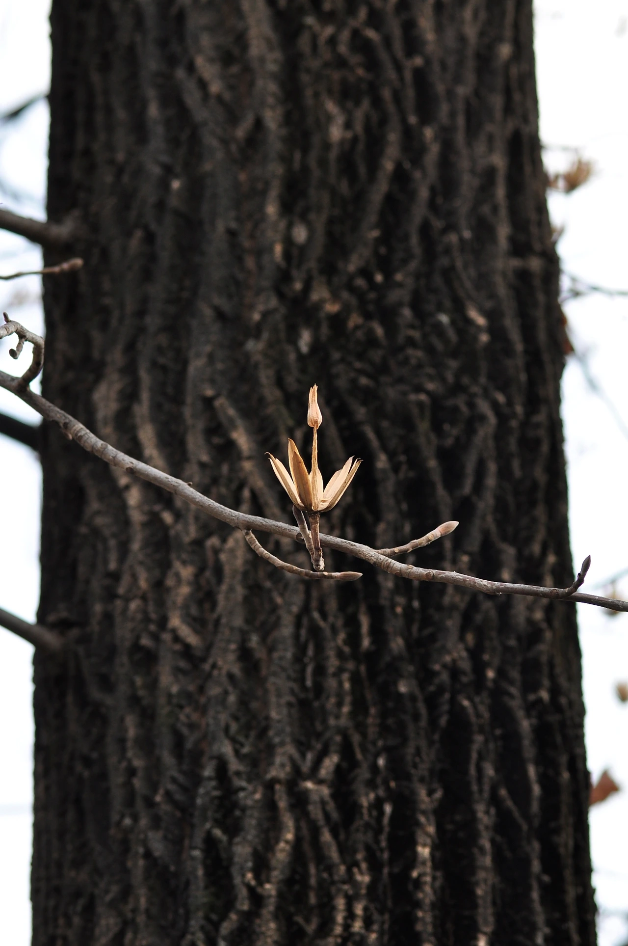 백합나무 (3).JPG