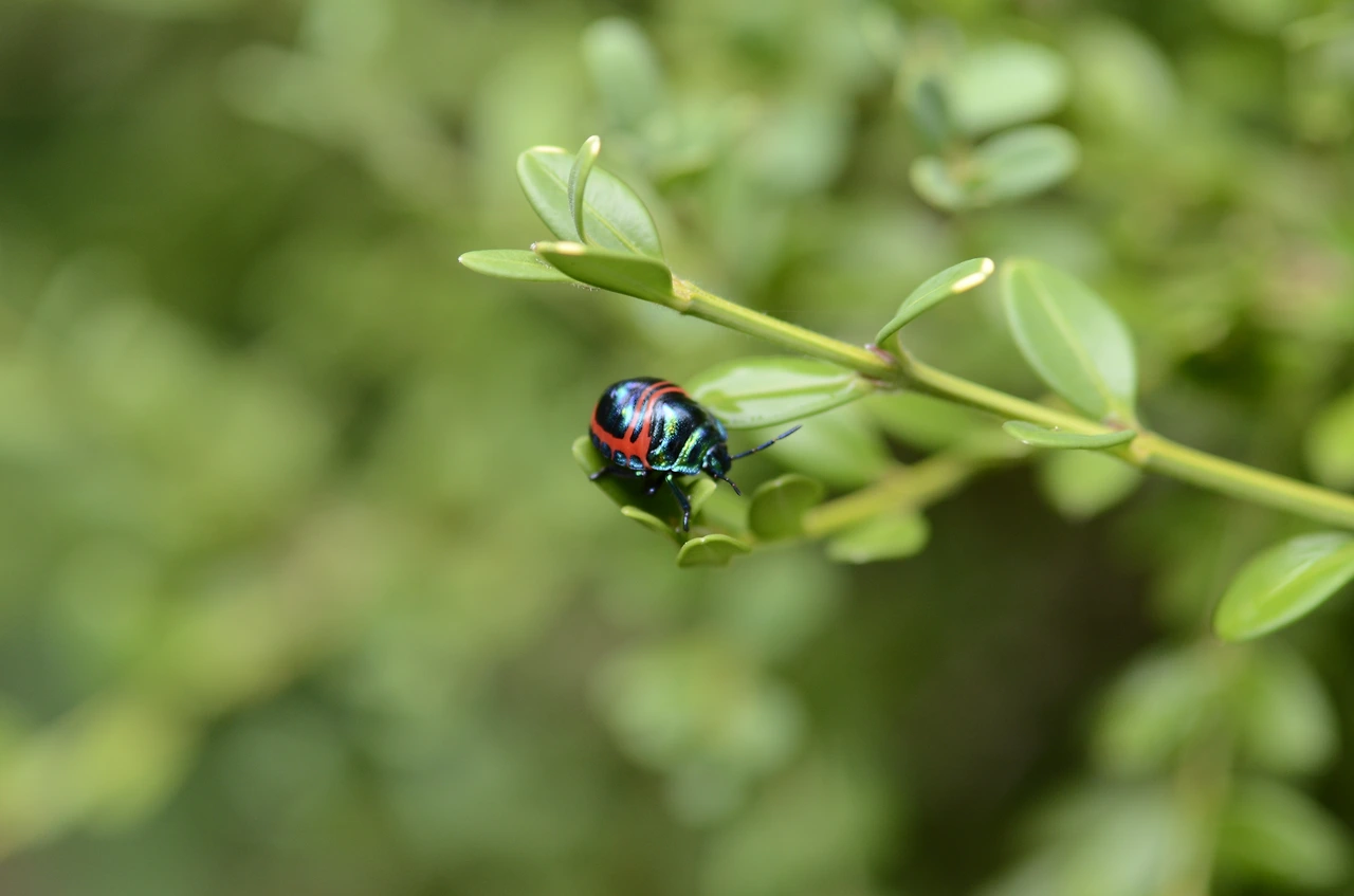 큰광대노린재 (2).JPG