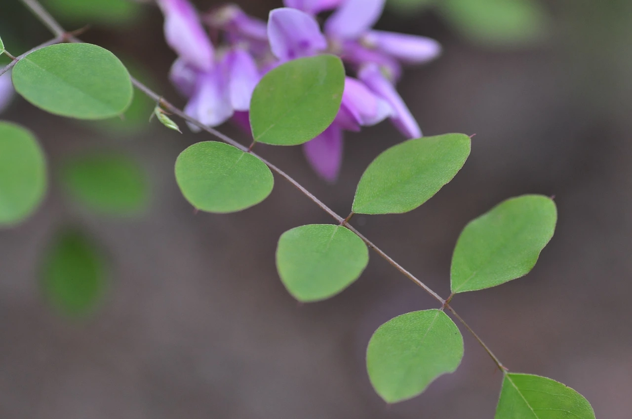 땅비싸리 (2).JPG