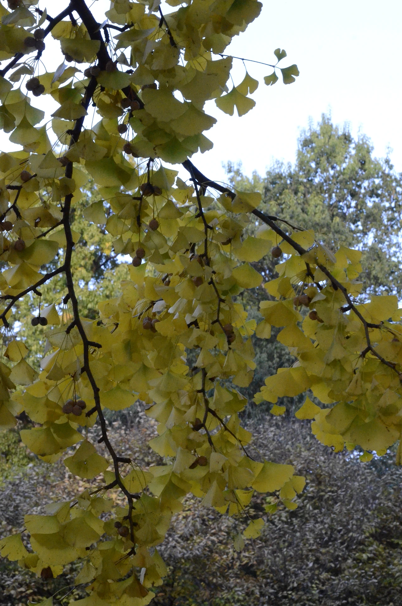 은행나무 (8).JPG