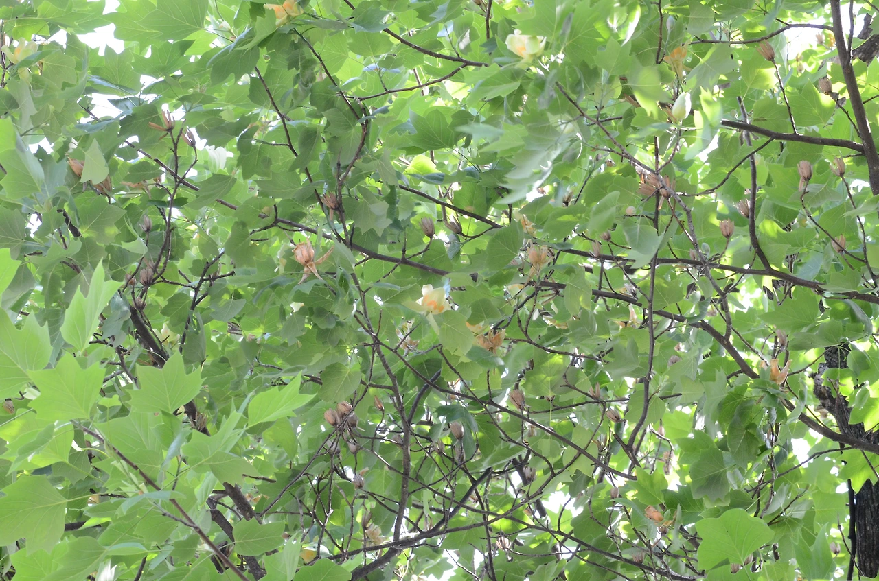 백합나무 (19).JPG