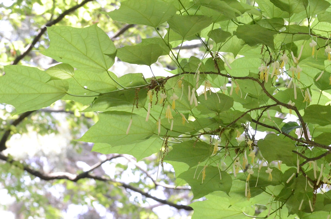 박쥐나무 (9).JPG