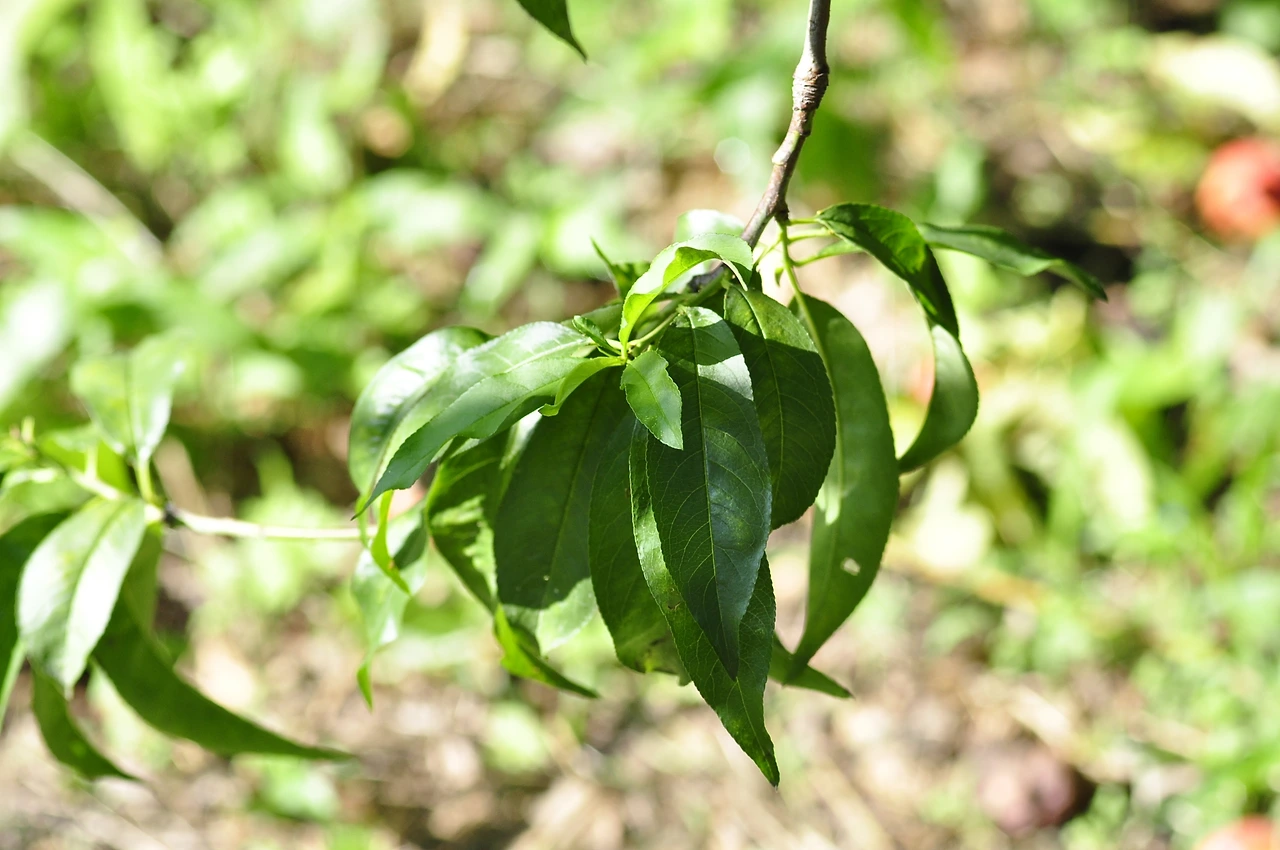 천도복숭아나무 (4).JPG