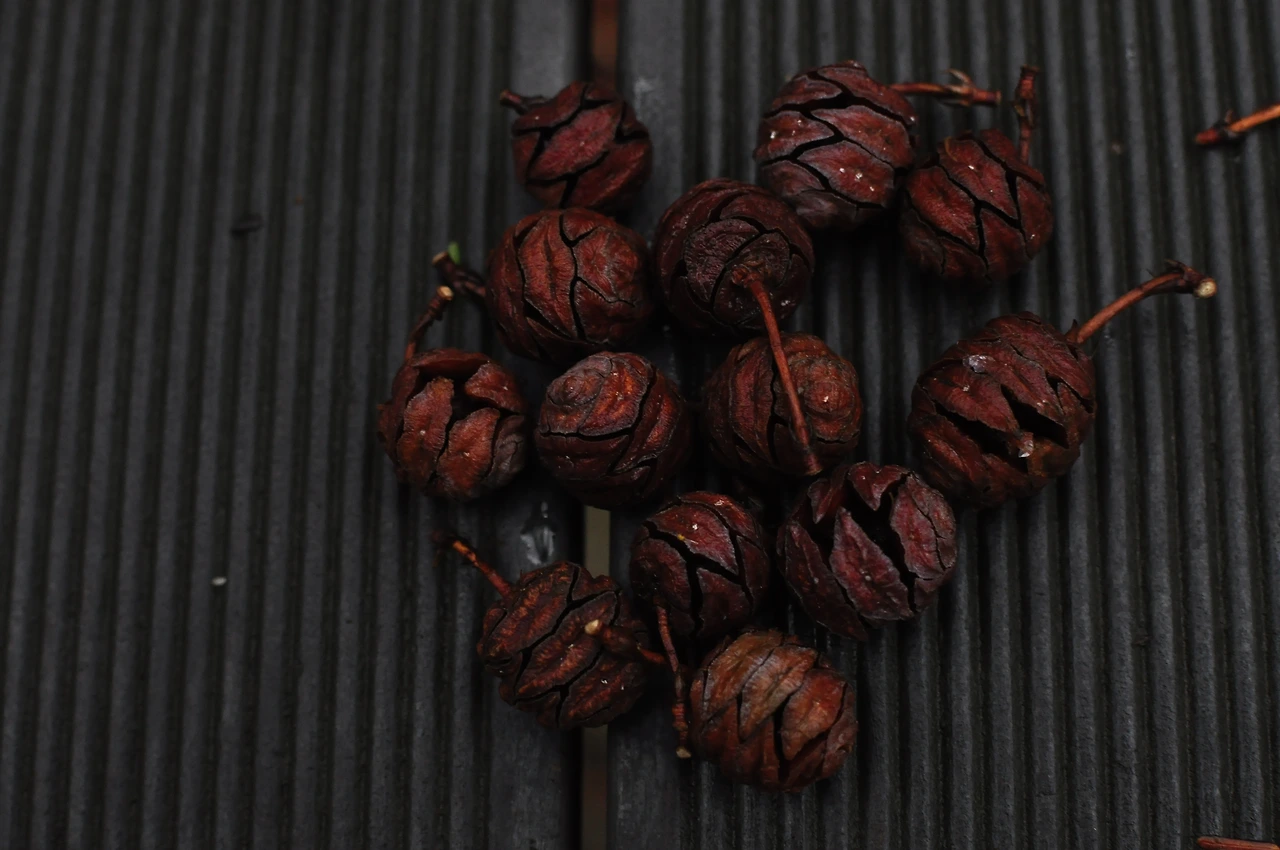 메타세콰이어 (6).JPG