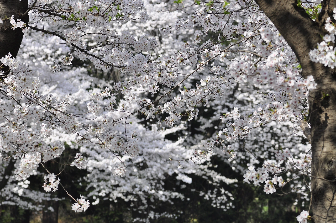 왕벚나무 (25).JPG