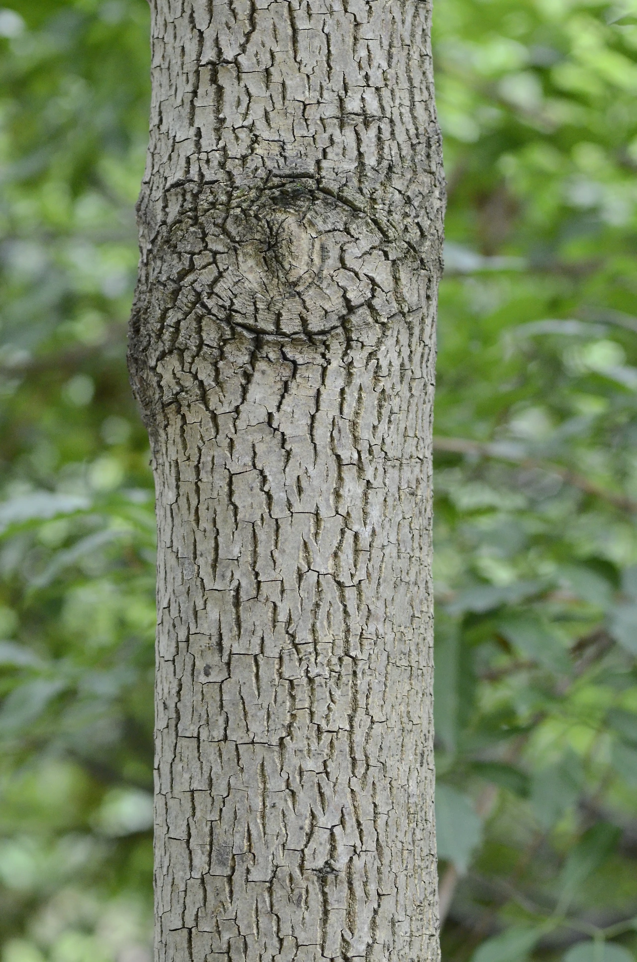 고욤나무 (8).JPG