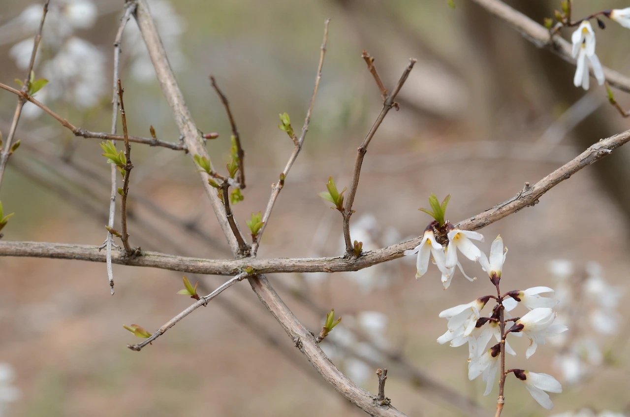 상아미선나무 (3).JPG