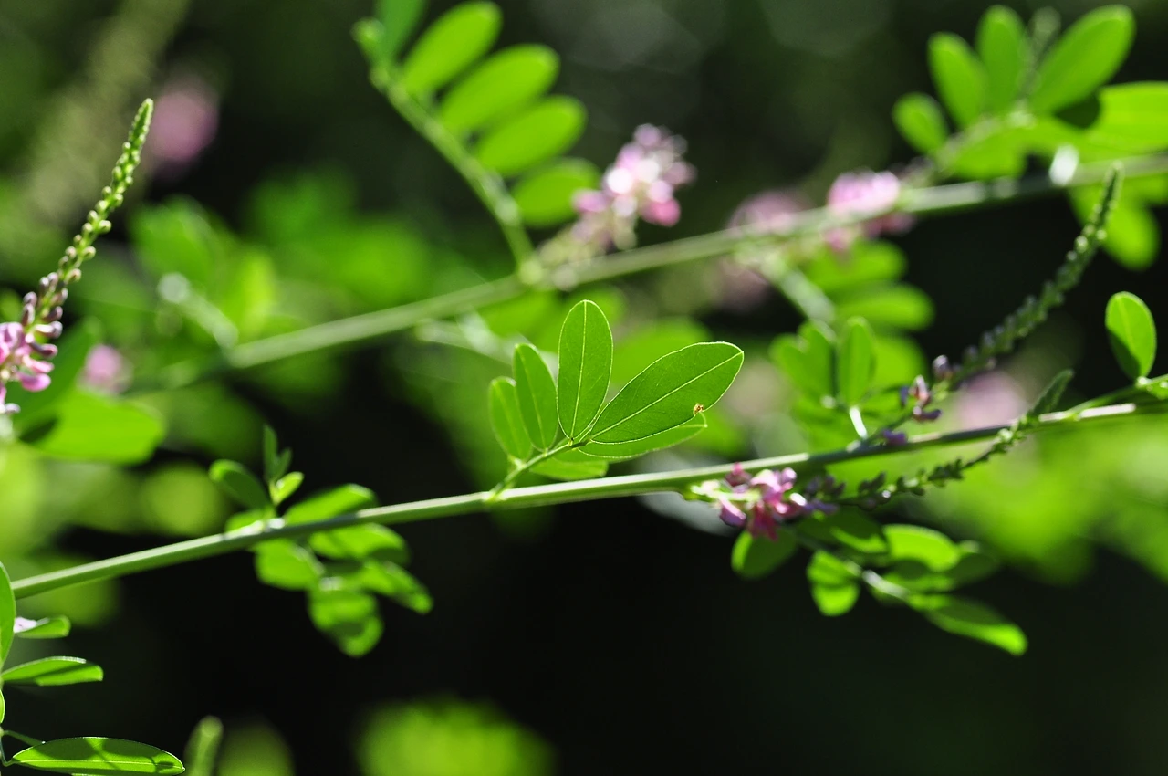 큰낭아초 (3).JPG