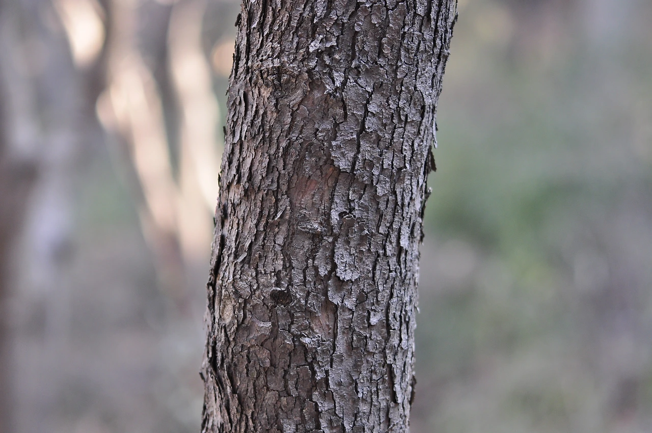 손수건나무 (2).JPG