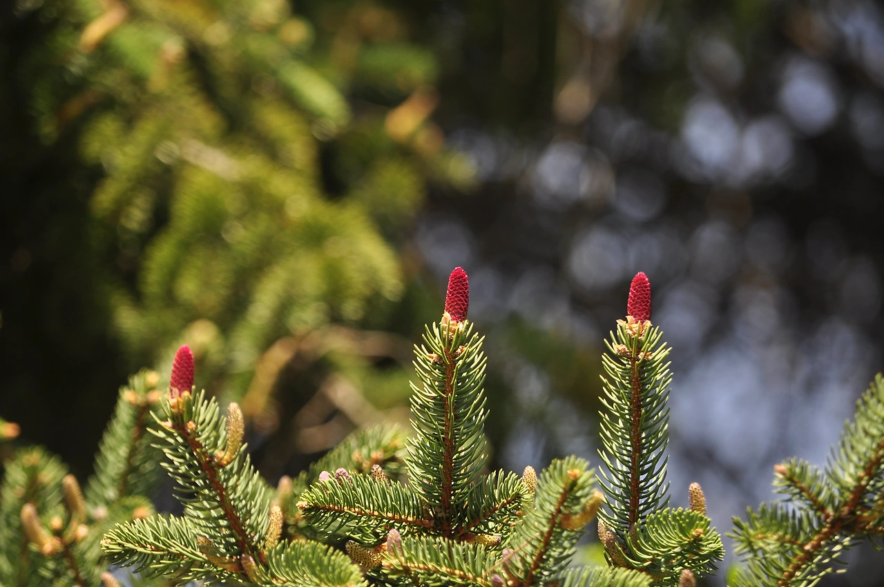 종비나무 (6).JPG