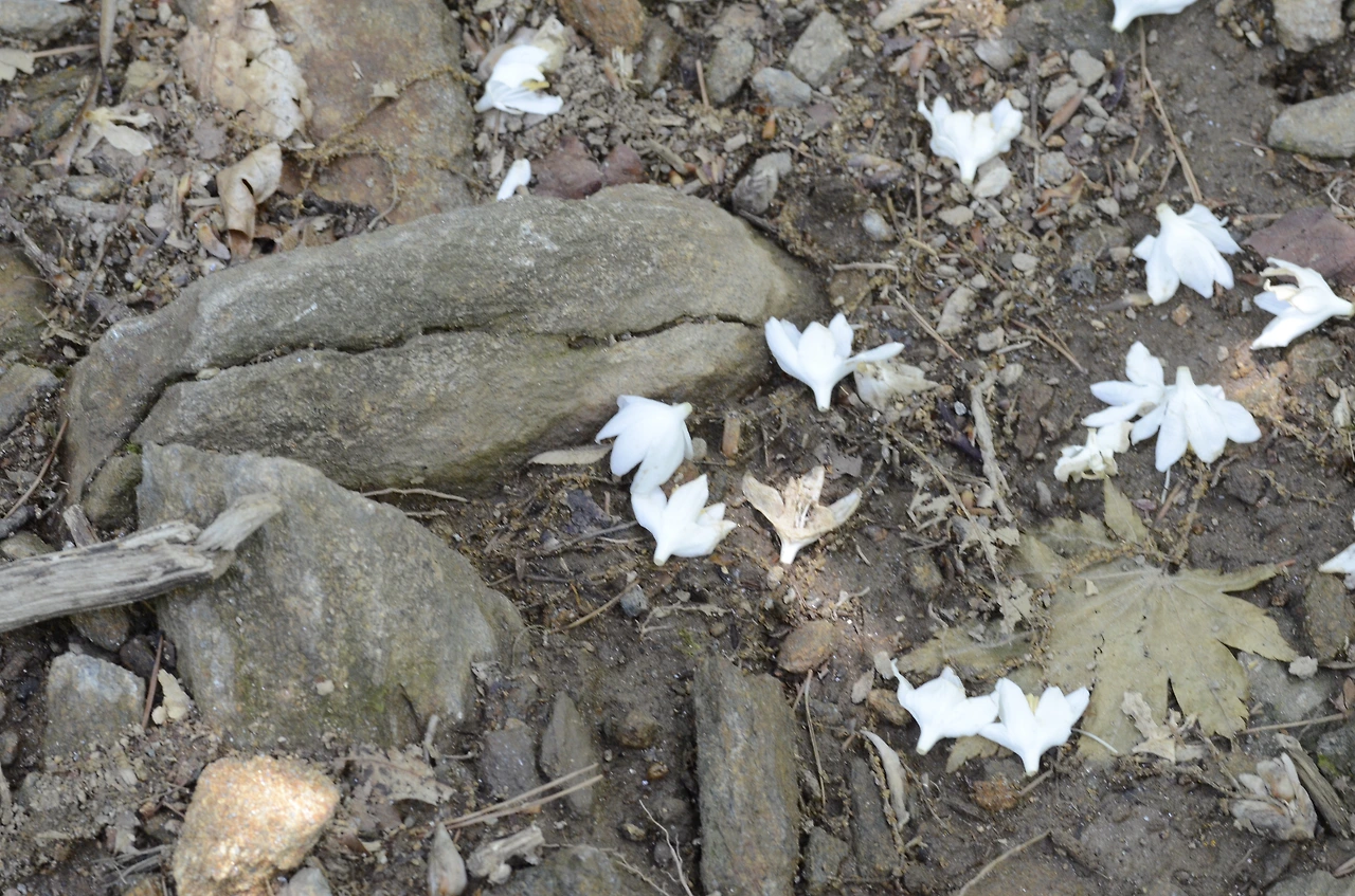 쪽동백나무 (6).JPG