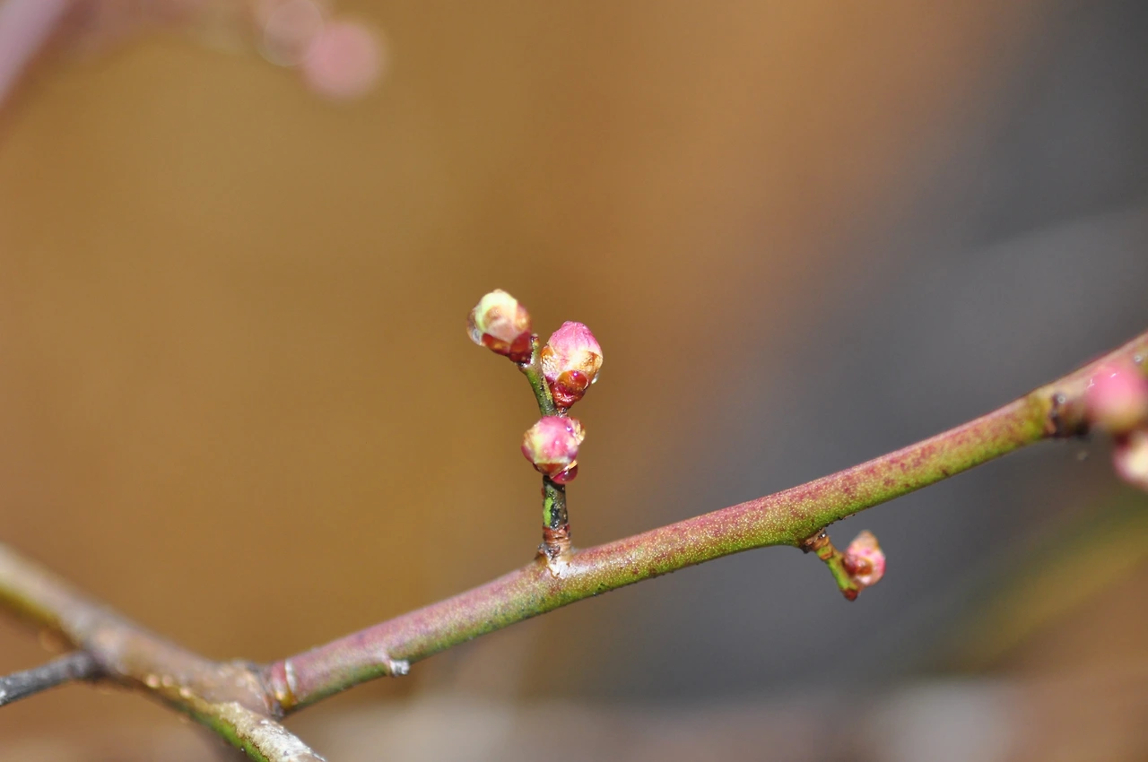 매화_겨울눈 (2).JPG