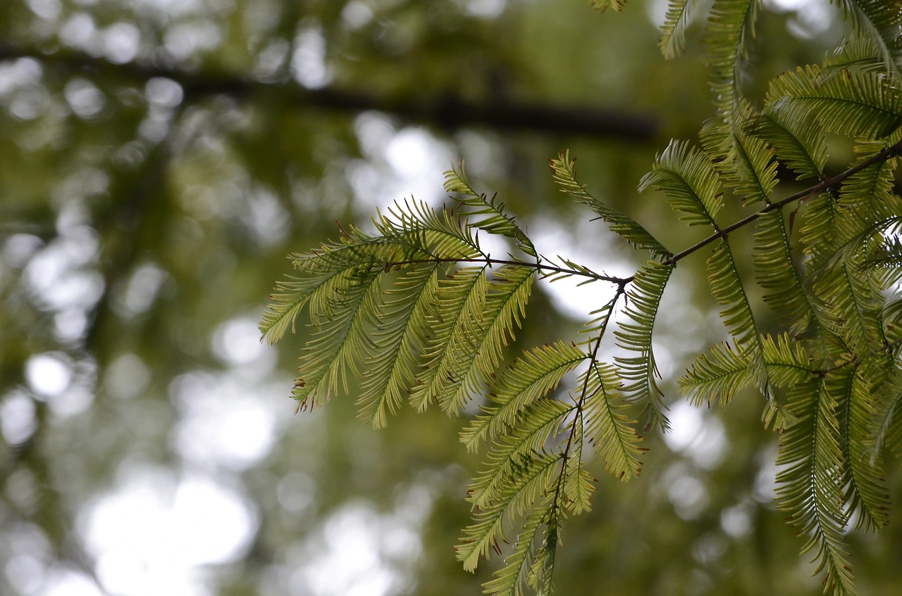 메타세쿼이아 (7).JPG