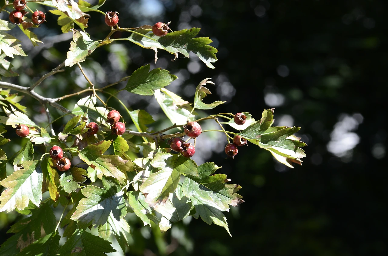 산사나무 (2).JPG