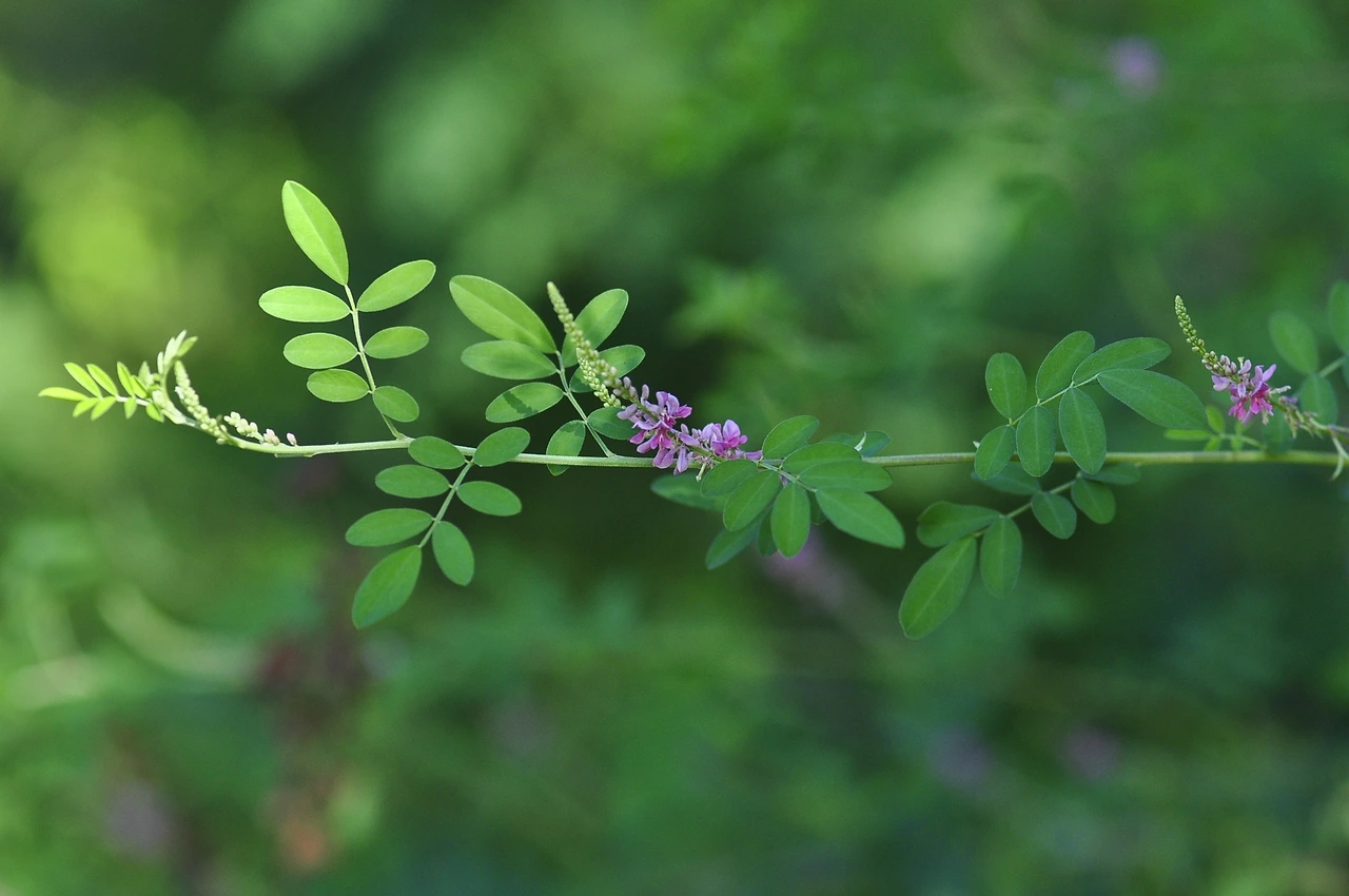 큰낭아초 (4).JPG