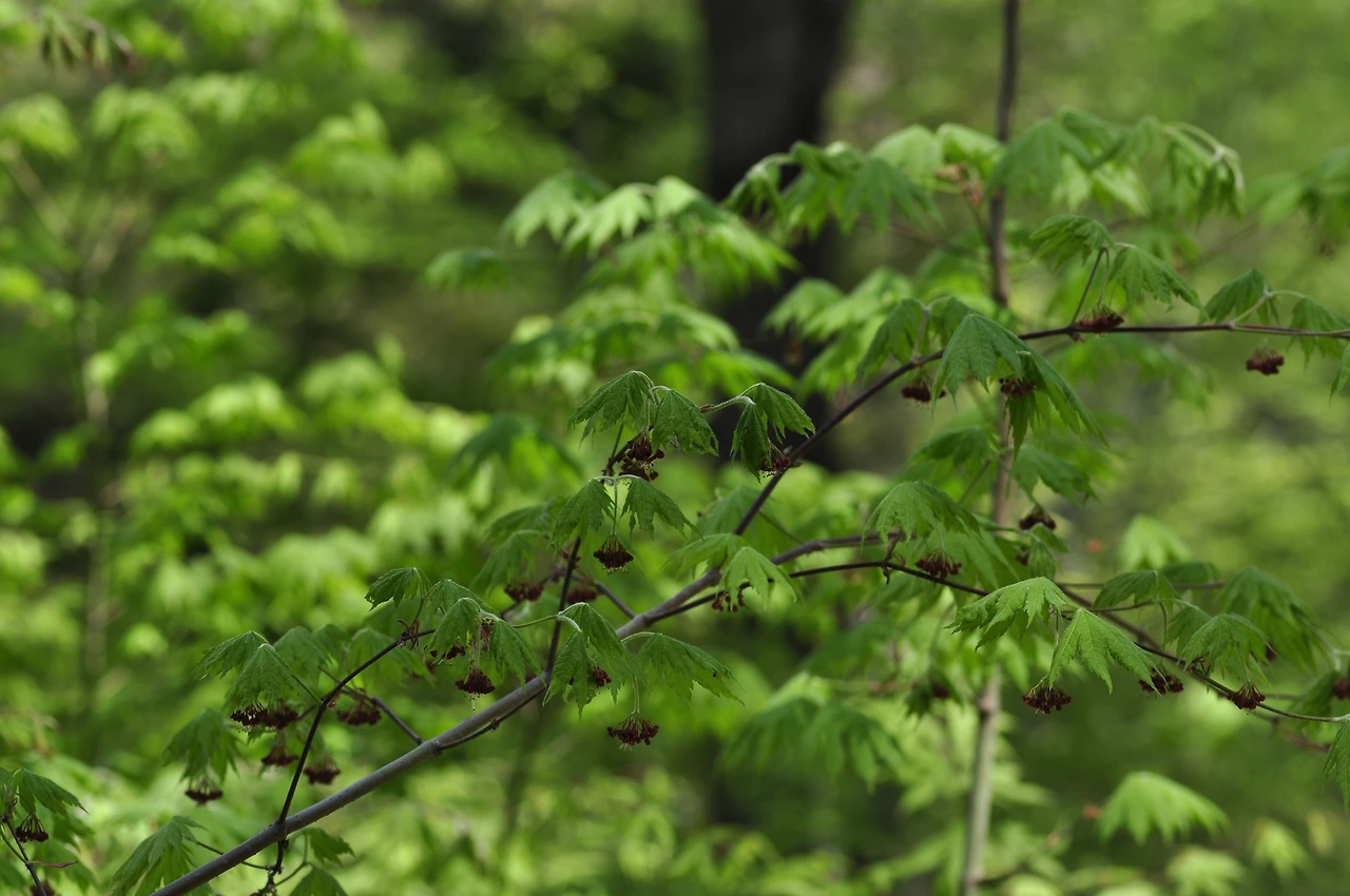 단풍나무 (8).JPG