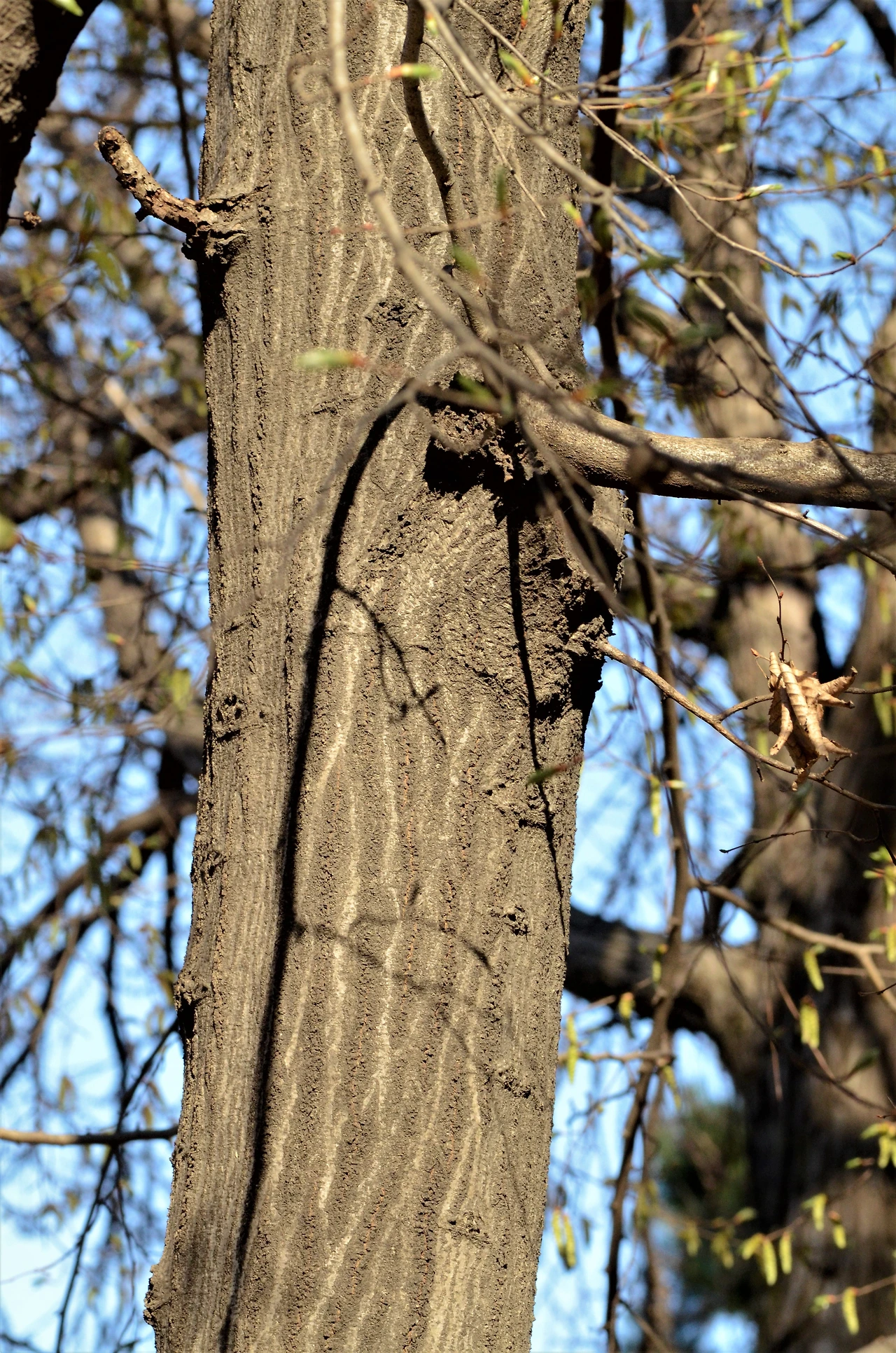 개서어나무 (10).JPG