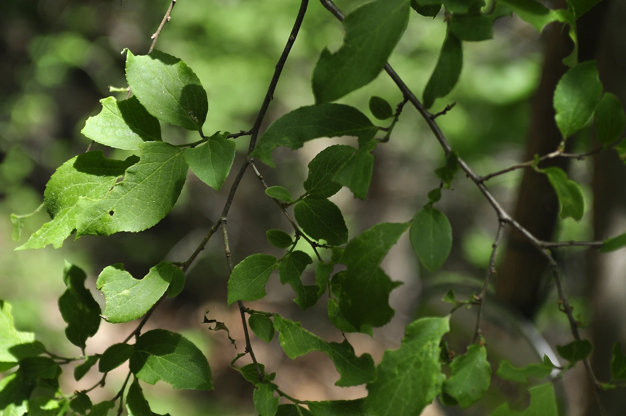 노린재나무 (3).JPG