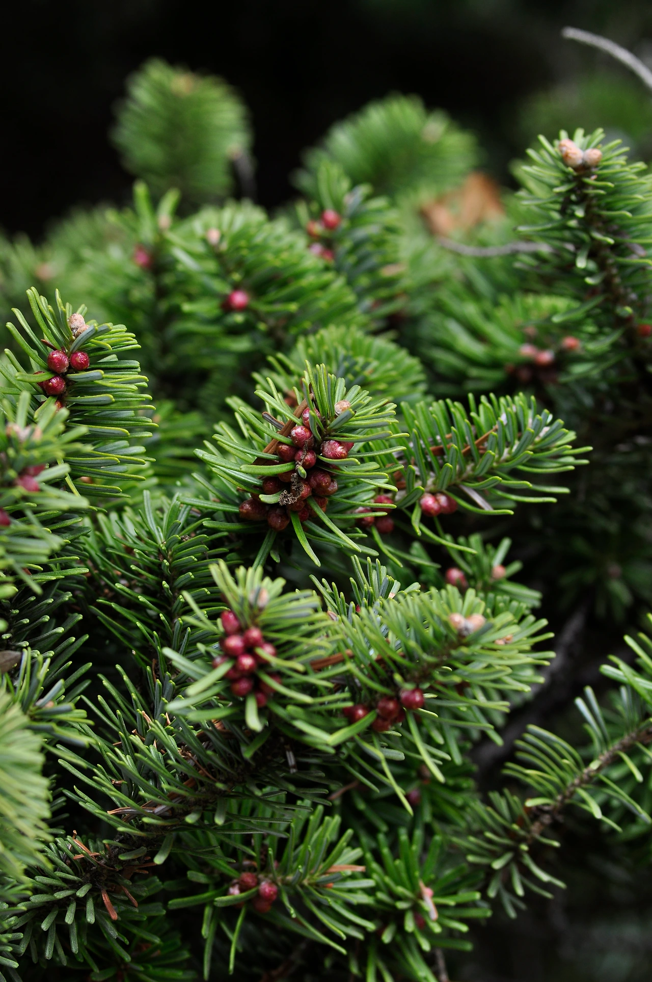 구상나무 (3).JPG