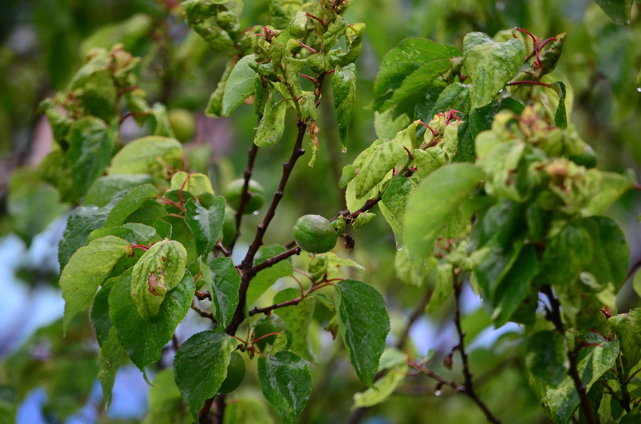 살구나무 (3).JPG