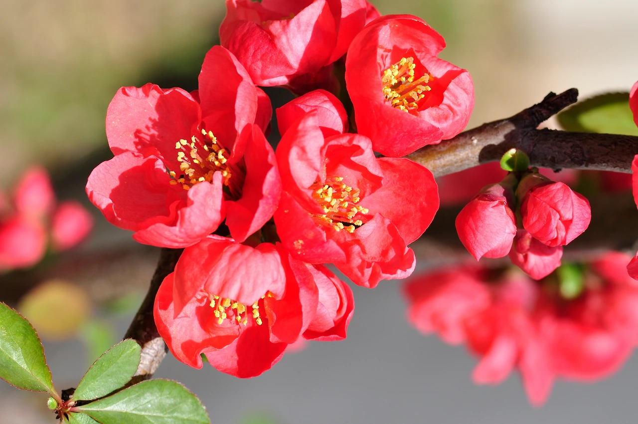 명자나무 (3).JPG