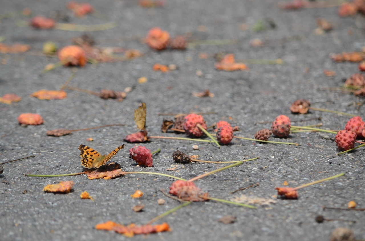 네발나비 (6).JPG