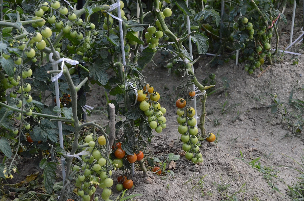 방울토마토 (3).JPG