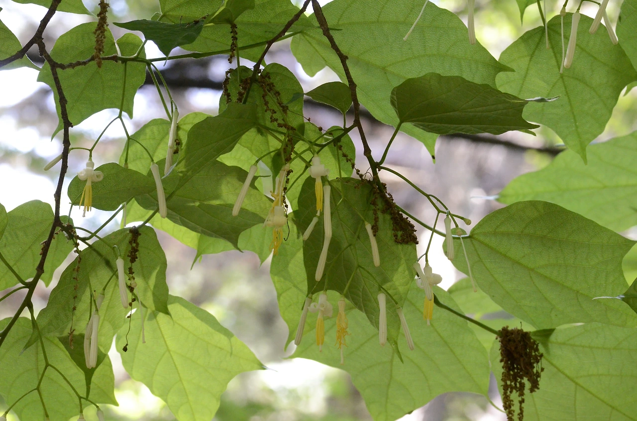 박쥐나무 (11).JPG