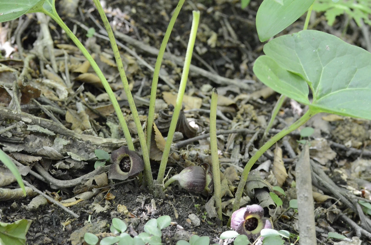 족도리풀 (2).JPG