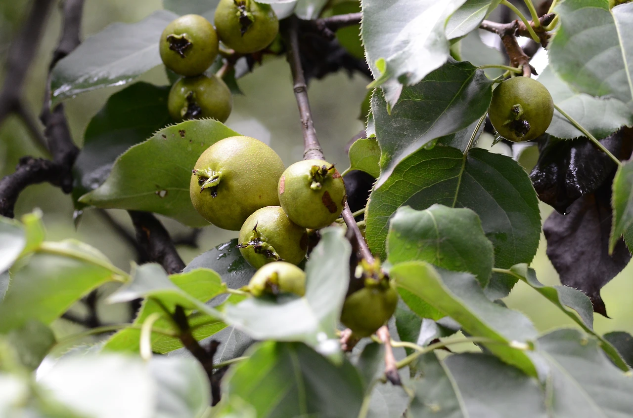 문배나무 (3).JPG